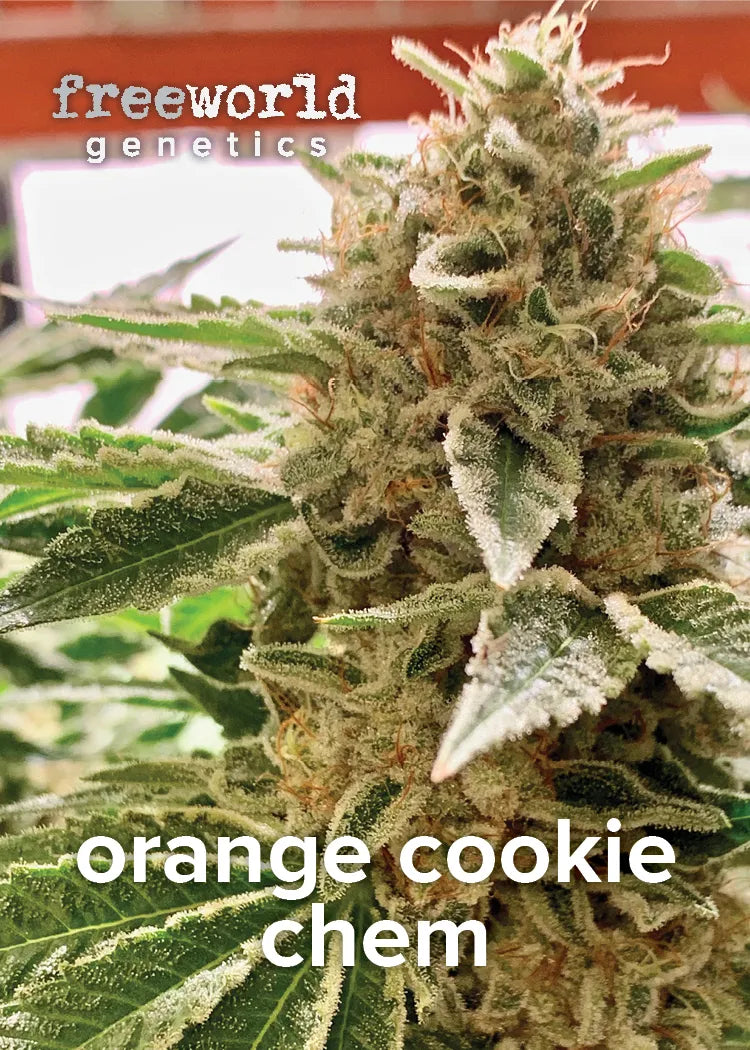 Orange Cookie Chem