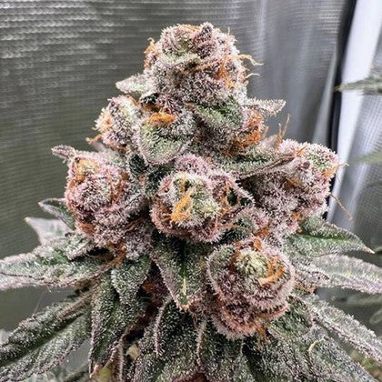 Twisted Ice-Cream