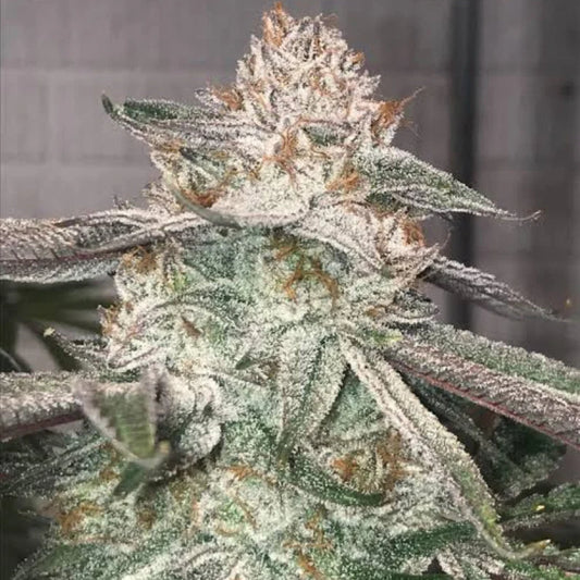 Jungle Diamonds