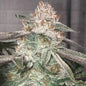 Jungle Diamonds