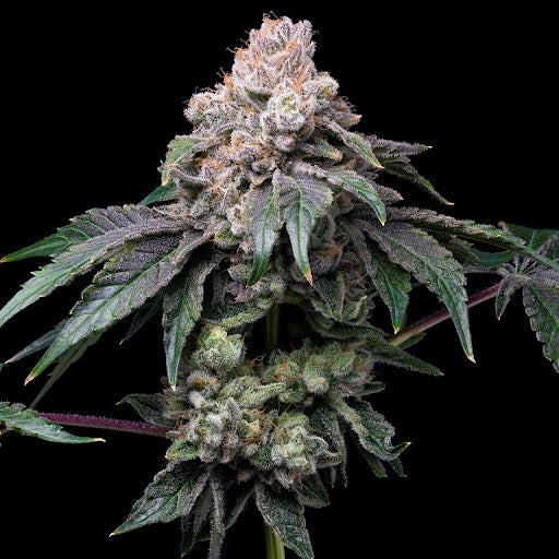 Godfather OG