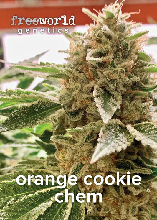 Orange Cookie Chem